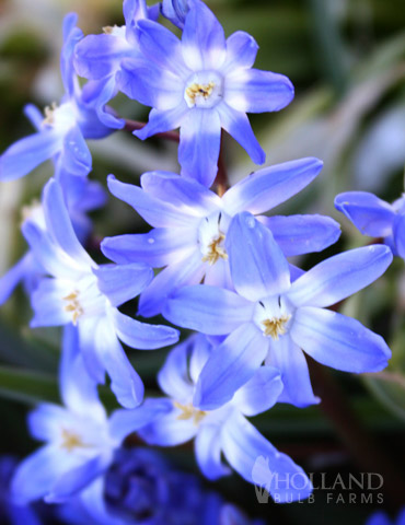 Glory Of The Snow or Chionodoxa 