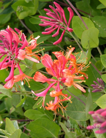 Gold Flame Honeysuckle Vine 