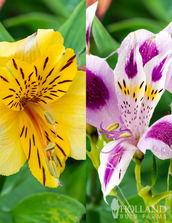 Gold Magic Alstroemeria Pre-Potted Duo