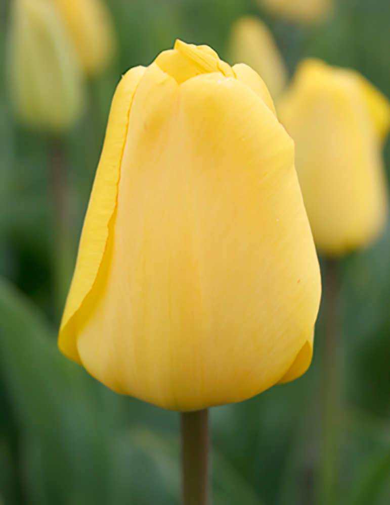 Golden Apeldoorn Darwin Hybrid Tulip 