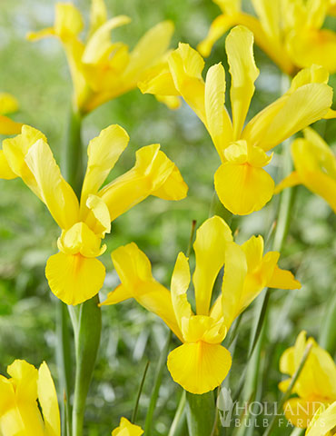 Golden Harvest Dutch Iris 