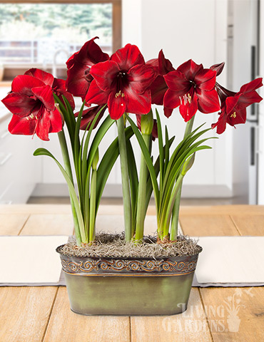 Golden Sparkle Potted Bulb Garden 