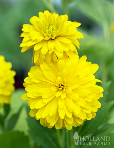 Goldquell Rudbeckia 