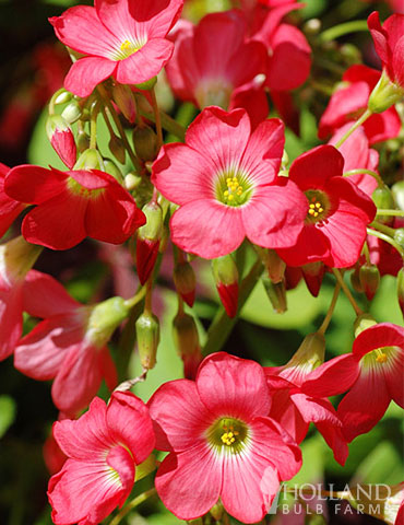 Good Luck Plant Value Pack oxalis bulbs, good luck plant, iron cross bulbs, oxalis iron cross, shamrock bulbs