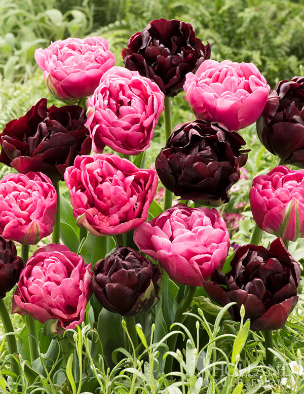 Graceful Elegance Tulip Mix