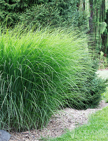 Gracilliumus Miscanthus miscanthus sinensis gracillimus, maiden grass, miscanthus sinensis gracillimus care, miscanthus sinensis gracillimus for sale, silver ornamental grass, maiden grass winter, ornamental grasses, ornamental grasses for sale