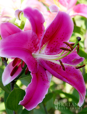 Gran Tourismo Oriental Lily 