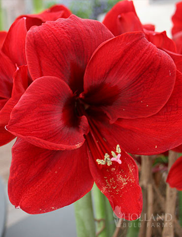 Grand Diva Amaryllis  