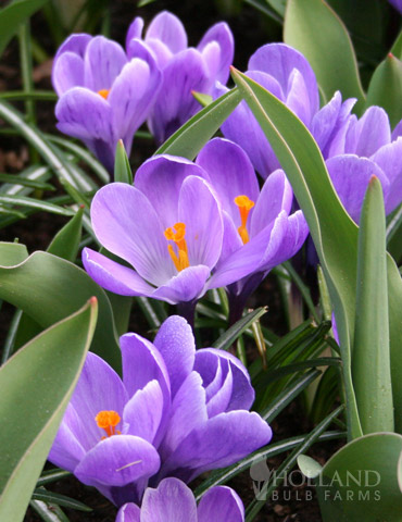 Grand Maitre Giant Crocus 