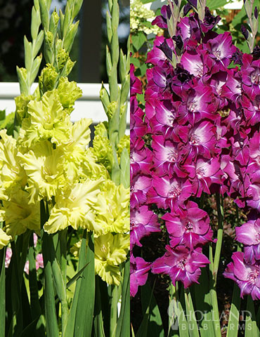 Grape Gladiolus Collection green gladiolus, purple gladiolus, gladiolus bulbs for sale, buy gladiolus online, purple flowers in summer, purple flowers, green flowers 