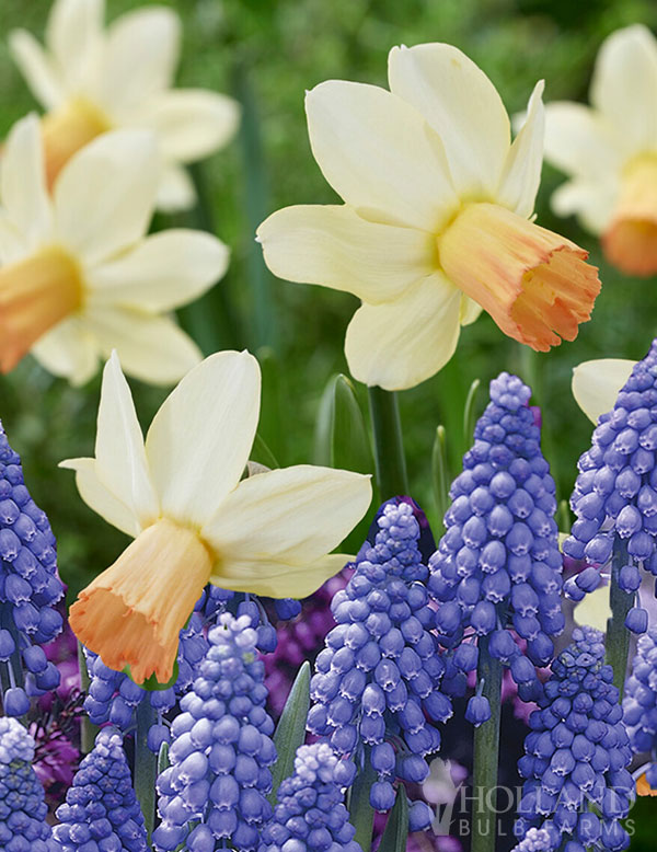 Grapes of Daff Mix