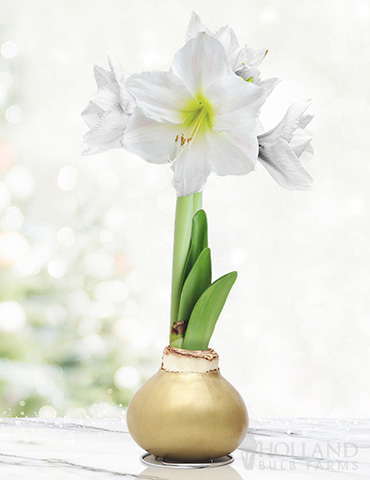 Grateful Heart Waxed Amaryllis 