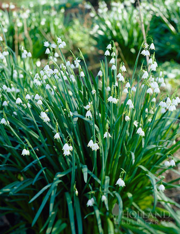 Gravetye Giant Leucojum Snowflakes 