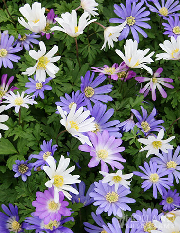 Grecian Windflower or Blanda Anemone 