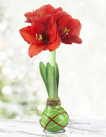 Green Picasso Base Waxed Amaryllis