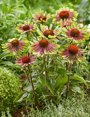 Green Twister Coneflower Echinacea cheyenne spirit, echinacea green jewel, echinacea green envy, new coneflowers 2019, unique coneflowers, green coneflowers, green flowers, easy to grow perennials, sun perennials