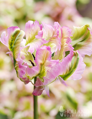 Green Wave Parrot Tulips 