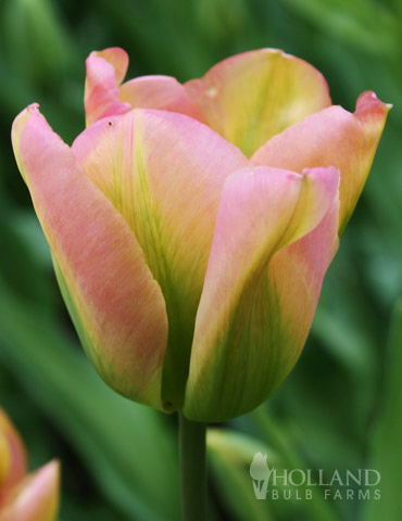 Groenland Green Tulip 