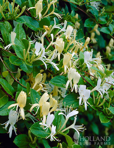 Hallania Honeysuckle 