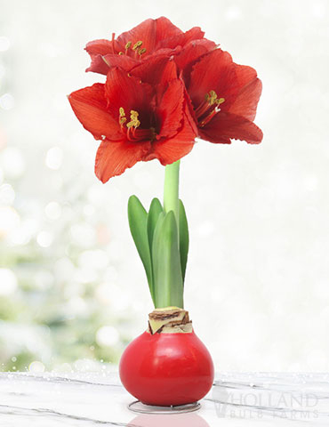 Happiness Waxed Amaryllis