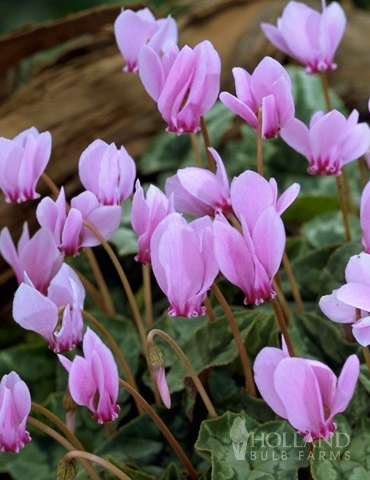 Hardy Fall Cyclamen 