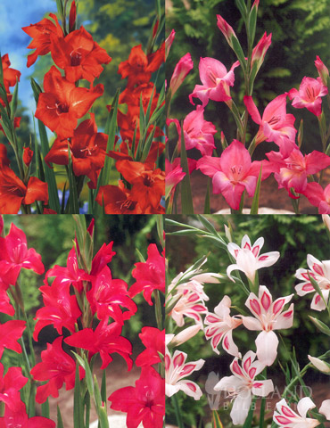 Hardy Mini Gladiolus Collection 