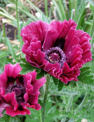 Harlem Oriental Poppy 