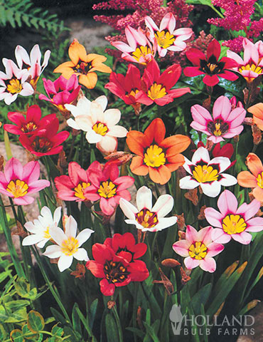 Harlequin Flowers 