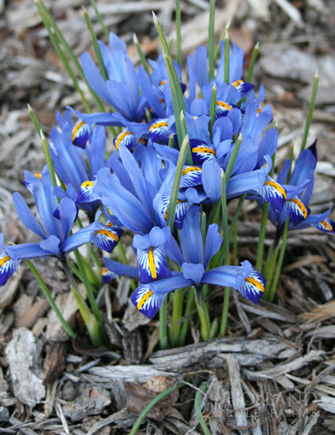 Harmony Dwarf Iris 