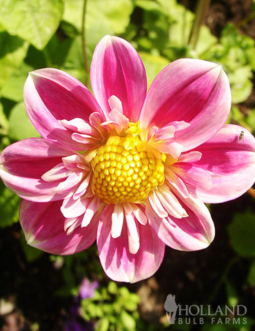 Hartenaas Dahlia 