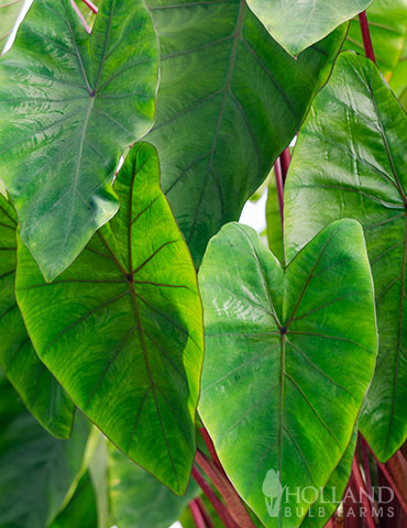 Hawaiian Punch Elephant Ear Colocasia hawaiian punch, hawaiian punch plant care, royal hawaiian black coral elephant ear, elephant ear types, buy elephant ear bulbs