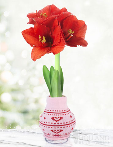 Heart's Delight Sweater Amaryllis