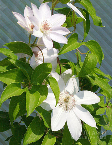 Henryi Clematis