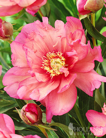 Hillary Itoh Hybrid Peony itoh hybrids, hillary peony, pink itoh peony, pink itoh hybrid peony, bare root peonies, bare root itoh hybrids