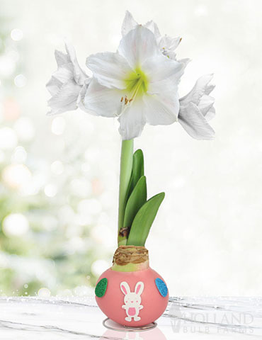 Hippity Hoppity Waxed Amaryllis 