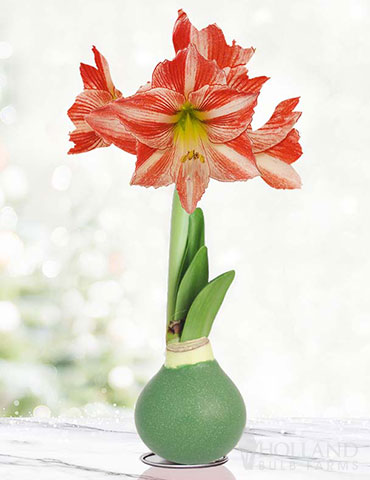 Holiday Traditions Waxed Amaryllis