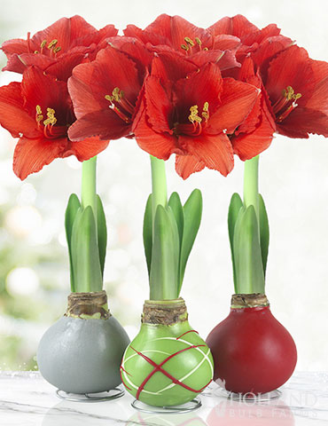 Holiday Waxed Amaryllis Collection (3-Pack) Waxed Amaryllis Holiday Collection, 3 Best Selling Wax-Covered Bulbs, Unique Holiday Decor and Gifts