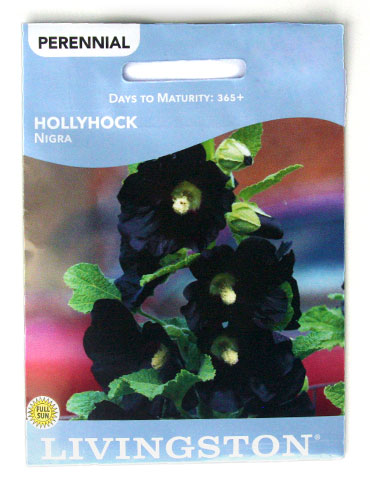 Hollyhock Nigra 