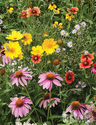 Honey Bee Seed Mat pollinator garden, honey bee seed mat, flowers that attract bees, flowers that attract butterflies, attract pollinators, how to attract pollinators, honeybee garden