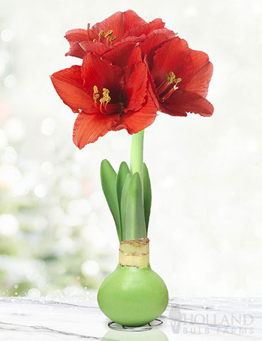 Hope Waxed Amaryllis Green Waxed Amaryllis, Holiday Amaryllis Gift, Amaryllis Bulb, Wax-Dipped Bulb, No Water Required