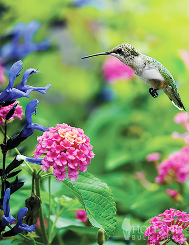 Hummingbird Garden Jumbo Seed Packet 