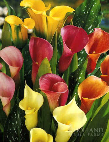 Hybrid Calla Lilies Mixed Value Bag 