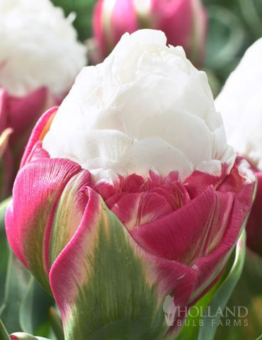 Ice Cream Double Late Tulip 