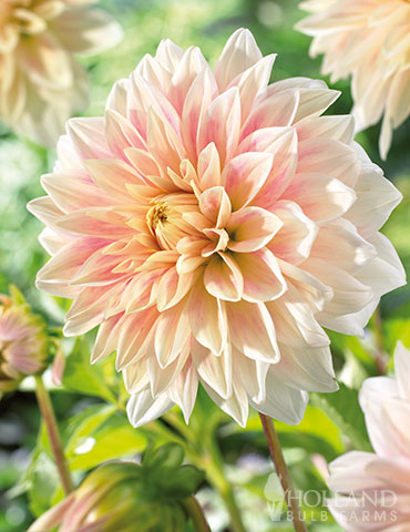 Ice Cube Dahlia 