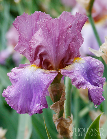 Imbroglio Bearded Iris 