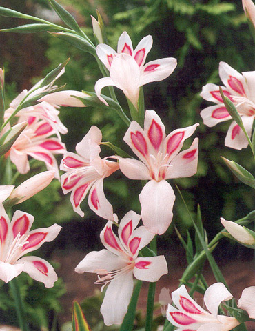 Impressive Hardy Miniature Gladiolus 