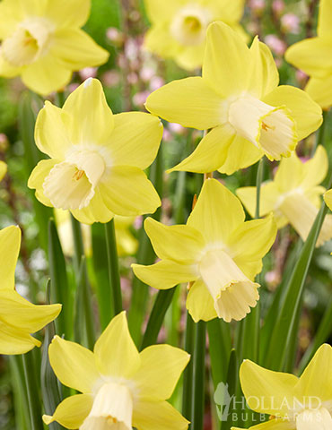 Inca Daffodil