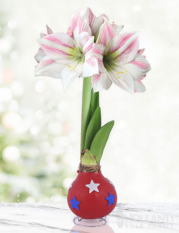 Independence Day Waxed Amaryllis 