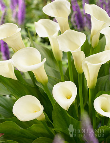 Intimate Queen Calla Lily 