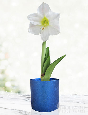 White Potted Amaryllis Gift Box - Blue Round 